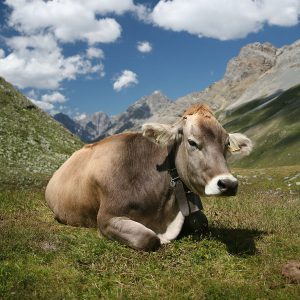 900px-ch_cow_2_cropped